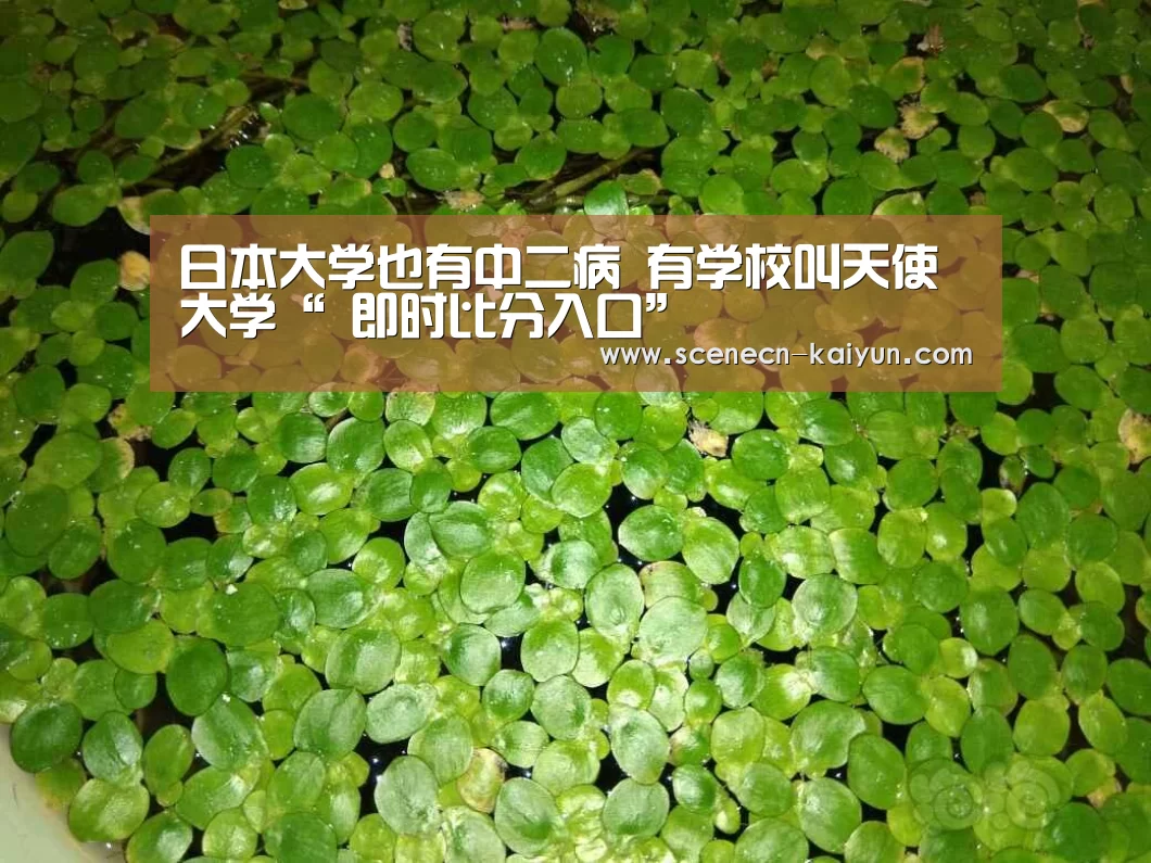 日本大学也有中二病 有学校叫天使大学“ 即时比分入口”(图1) 即时比分入口